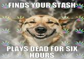 Stoner Dog