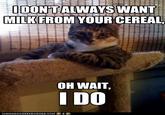The Most Interesting Cat in the World