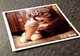 Lil Bub
