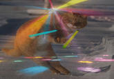 Dodge Cat