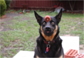Perfectly Timed Photos