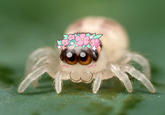 Cute Animals