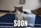 Maru the Cat