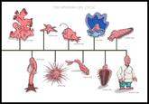 LOLgraphs