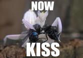 Now Kiss!