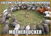 You Came to the Wrong Neighborhood