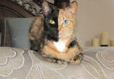 Venus the Two Faced Cat