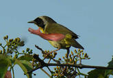 Birds with Arms