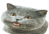 Happy Cat