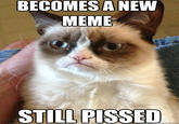 Grumpy Cat