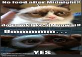 Grumpy Cat