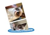 Grumpy Cat
