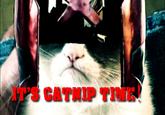 Grumpy Cat