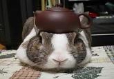 Pancake Bunny