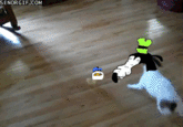 Dolan