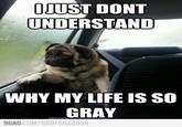 Introspective Pug