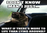 Introspective Pug