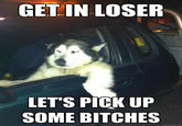 Dogs