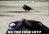 Insanity Crow