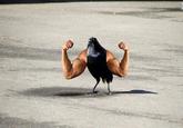 Insanity Crow