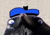 Insanity Crow