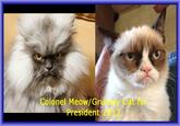 Colonel Meow