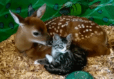 Cute Animals