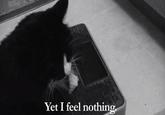 Henri, Le Chat Noir