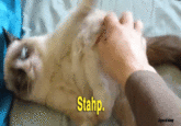 Grumpy Cat