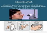 Safety Instruction Parodies