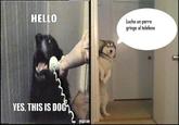 Oye Lucho, El perro del lucho