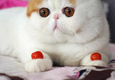 Snoopy the Cat