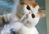 Snoopy the Cat