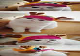 Snoopy the Cat