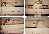 Snoopy the Cat