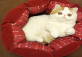 Snoopy the Cat