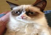 Reverse Memes