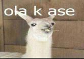 Ola K Ase