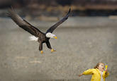 Golden Eagle Snatches Kid