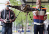 Orvillecopter / Helicopter Cat