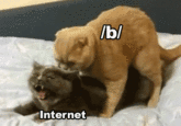 The Internet VS 4chan