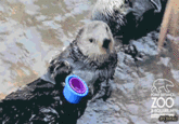 Cute Animals