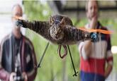 Orvillecopter / Helicopter Cat