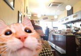Diner Girl