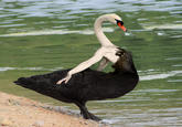 Birds with Arms
