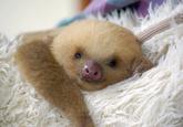 Cute Animals