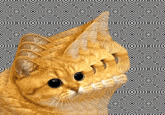 Starecat / Grafics Cat