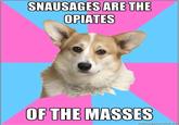 Critical Feminist Corgi