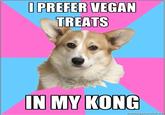 Critical Feminist Corgi