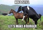2013 Horse Meat Scandal